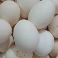 تخم مرغ محلی|حیوانات مزرعه|زرین دشت (فارس), |دیوار