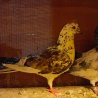 کبوتر تکپر|پرنده|مینودشت, |دیوار