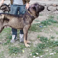 توله سگ سرابی نر|سگ|اردبیل, |دیوار