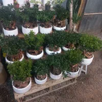 گل بونسای میخک هندی