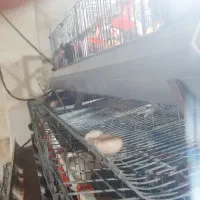 قفس مرغ تخم گذار