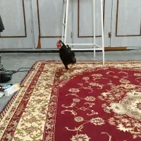 خروس مشکی