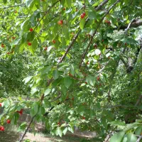 نیاز به هم فکری