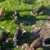 توله پیتبول پیت بول|سگ|تولم شهر, |دیوار