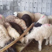 بره جفتی60کیلو|حیوانات مزرعه|مرودشت, نقش رستم|دیوار
