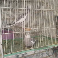 عروس هلندی ایزابلا