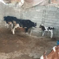 دوعدد گاو و دوعدد گوساله نر