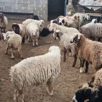 بره نر|حیوانات مزرعه|مرودشت, شهرک مهدیه|دیوار