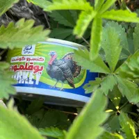 فروش کنسرو بوقلمون