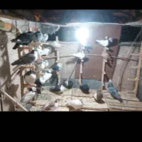 ی تیپ کفتر رنگه معاوضه و نقدی