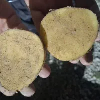 سیب بذری.دوناتا .۱۴۰۲