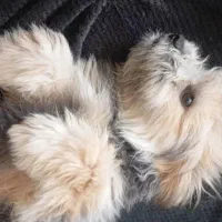 فروش سگ فانتزی