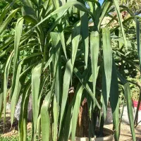 گل یوکا|گل و گیاه طبیعی|خفر, |دیوار