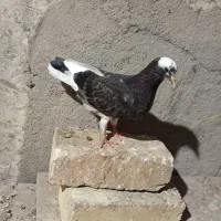 کبوتر پرشی