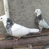 تعدادی کبوتر بالغ و دست اولی