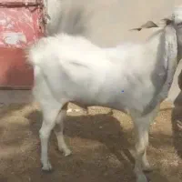 پازن