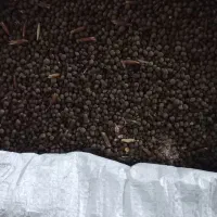 قره دنه و گندم