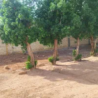 خریدار انواع چوب آکالیپتوس مورد برهان و غیره|خدمات باغبانی و درختکاری|شوشتر, |دیوار