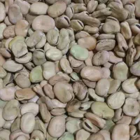 باقللا خوراکی|خدمات باغبانی و درختکاری|آستانه اشرفیه, |دیوار