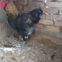 خروس سیاه ومرغ محلی محلی