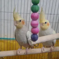 جوجه عروس هلندی