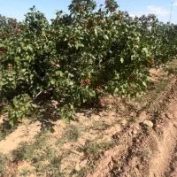 باغ پسته 850میلیون|فروش دفتر صنعتی، کشاورزی، تجاری|نیشابور, ریوند|دیوار