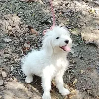 واگذاری سگ پاکوتاه نر معاوضه بالاری