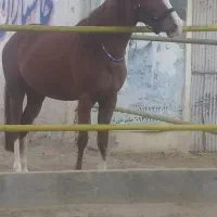 کره اسب مادیان|اسب و تجهیزات اسب‌سواری|مراغه, |دیوار