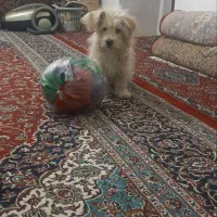 فروش سگ خونگی