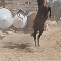 اسب