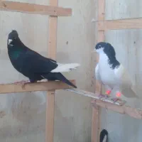تابلو کبوتر نشان