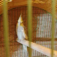 عروس هلندی نر