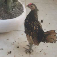 خروس چینی|حیوانات مزرعه|بندرعباس, |دیوار