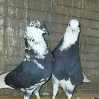 کبوتردونسته پرش سنگین به شرط باضمانت تضمین صددرصد|پرنده|ری, شهید بهشتی|دیوار