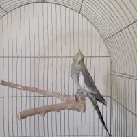 فروش عروس هلندی سینامون|پرنده|تهران, حسین‌آباد|دیوار