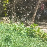 فروش بوقلمون ۴ عدد ماده و ۲ تا نر