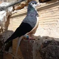 کبوتر|پرنده|تاکستان, |دیوار