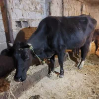 گاو و لیشه دورگ جوان|حیوانات مزرعه|سنگر, |دیوار