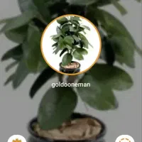 سکه برنامه کافه ایتا