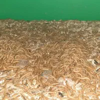 میلورم زنده|خزنده|قم, سید معصوم|دیوار