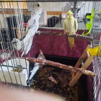 عروس هلندی لطفا آگهی بخونید|پرنده|بوئین زهرا, |دیوار