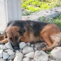 سگ ژرمن|سگ|نشتارود, |دیوار