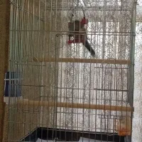 عروس هلندی خاکستری گمشده