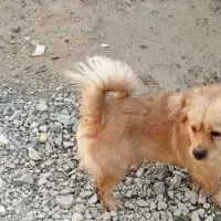 فروش فوری سگ ۱ساله پامراشپیتزباهوش