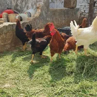 مرغ وخروس رسمی تخم.گوشت|حیوانات مزرعه|زارچ, |دیوار