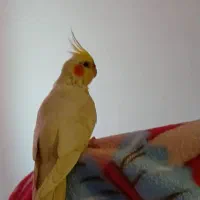 عروس هلندی لوتینو ماده