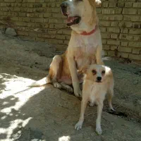 واگذاری سگ پژدر