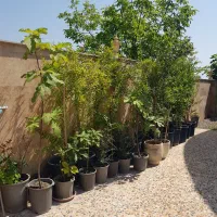 نهال درخچه ۴ ساله انار واندرفول آمریکایی