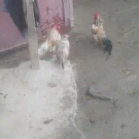 تخم مرغ فونیکس