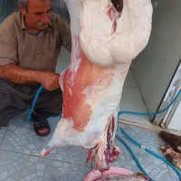 قصابی نمونه